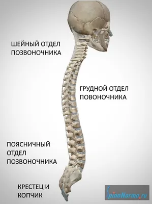 Позвоночник человека - анатомия, позвонки, изгибы и отделы