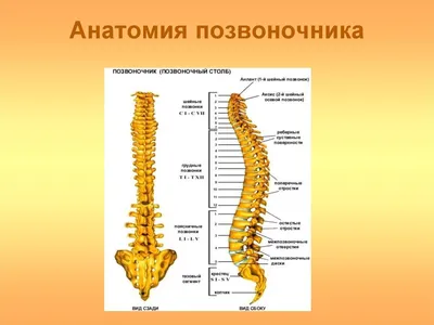 Позвоночник схемы : нормальная анатомия | e-Anatomy