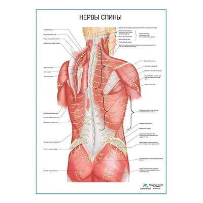 Позвоночник человека - анатомия, позвонки, изгибы и отделы