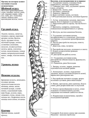 1:1 звеньевой позвоночник, позвоночник позвоночника, позвоночник человека,  анатомия позвоночника, скейтлон, медицинское обучение | AliExpress