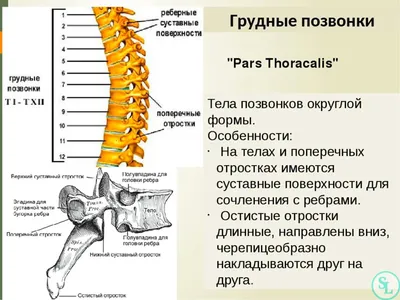 Реалистичный график анатомии позвоночника Векторное изображение  ©macrovector 352597132