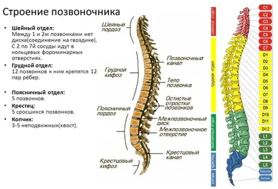 Анатомия и физиология позвоночника