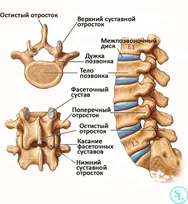 dr.kamilnazarov - Строение позвоночника человека.  #dr.kamilnazatov#втэс#живибезболи#невролог#грыжапозвоночника#костоправ# |  Facebook