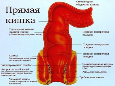 Строение прямой кишки фото