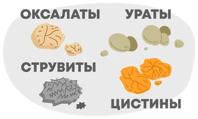 Диагностика мочекаменной болезни у кошки