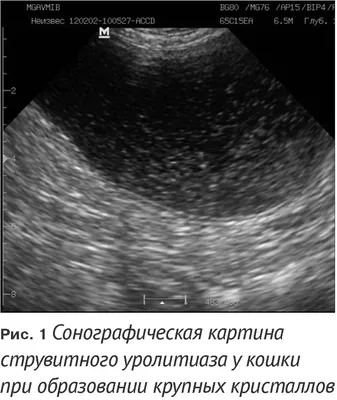 Farmina Vet Life Struvite уп. 2 кг диета для кошек лечение мочекаменной  болезни (струвиты)