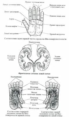 Семена вместо таблеток - KP.RU