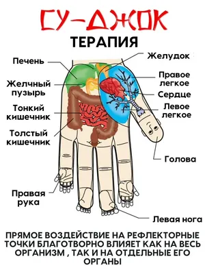 Массажер МАССАЖНЫЙ ШАРИК Су Джок с двумя кольцами (синий) Торг Лайнс -  купить с доставкой по выгодным ценам в интернет-магазине OZON (197930558)