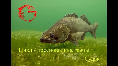 Судак(лат. Sander)– хищная рыба. Описание, ловля. - YouTube