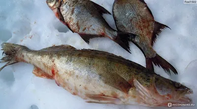 Рыба Судак - «Самый вкусный ДЕЛИКАТЕС из самой бестолковой рыбы. Как  приготовить самые вкусные рыбные кртлеты с сыром, узнаете из фоторецепта.»  | отзывы
