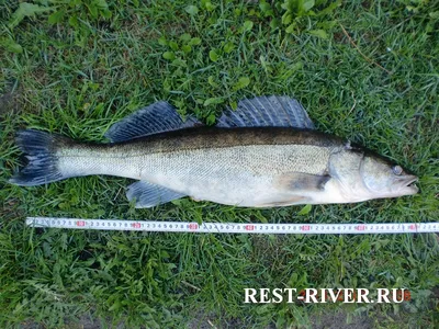 Рыба судак фото и описание ⋆ rest-river.ru