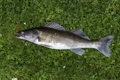 Рыба судак: враги, популяция, образ жизни, нерест и вылов (115 фото)