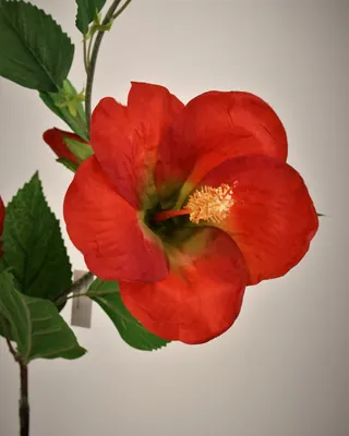 Гибискус (суданская роза) для декора