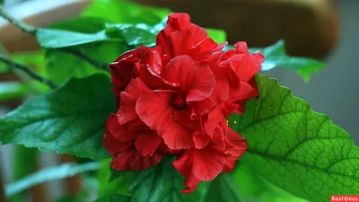 Фото: суданская роза(каркаде). Фотограф Wladimir Sachko. Природа. Фотосайт  Расфокус.ру
