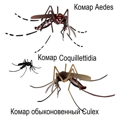 Собака чешется и грызет себя, но блох нет - чем лечить