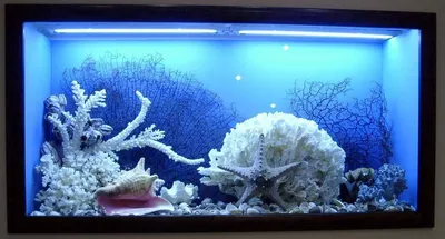 Аквариум без проблем: сухой аквариум – чем он хорош и что собой  представляет | Заметки зооработника | Дзен