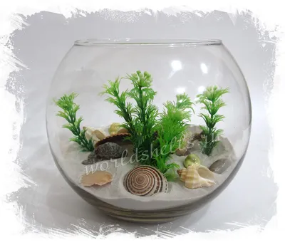 Сухой декоративный аквариум шар