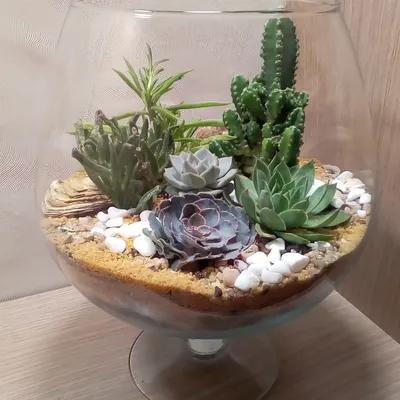 Композиции живых цветов суккуленты и кактусы в стеклянных вазах