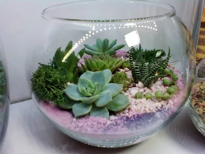 Композиции живых цветов суккуленты и кактусы в стеклянных вазах