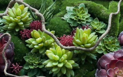 🌳 Искусственная композиция: кактусы и суккуленты, 40см купить »  Искусственные растения с доставкой по всей России