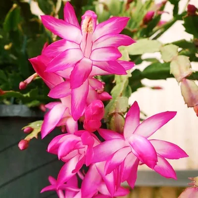 9 красиво цветущих суккулентов | Кактусач | Дзен