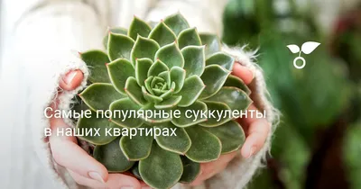 Комнатное растение в горшке, 3 см, различные растения Суккулент IKEA  SUCCULEN ЛЕНT СУККУЛЕНТЫ 205.432.23 купить в Минске, цена