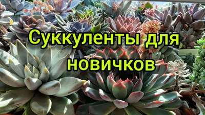 Таинственный мир суккулентов: основные виды растений с фото, названием,  описанием и рекомендациями по уходу | Блог интернет-магазина АртФлора