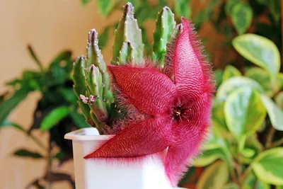 Виды кактусов - 24 вида с фото и описанием