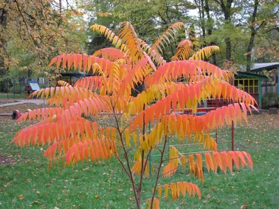 Сума́х оленерогий, Уксусное дерево семена (Rhus typhina) - Цена: €1.75