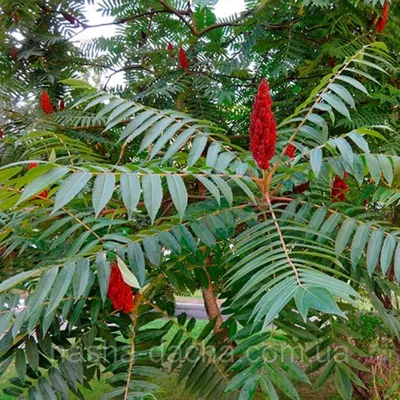 Сумах оленерогий, Сумах пушистый, Уксусное дерево (Rhus typhina) | продажа  деревьев в Украине