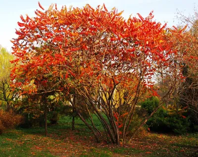 Сумах оленерогий 'Laciniata', Уксусное дерево, купить в Ростове, Rhus  typhina 'Laciniata', заказать почтой, доставка, Деревья лиственные в  контейнерах Купить растения в Ростове-на-Дону, Интернет-магазин, питомник  растений, хвойные и лиственные, уличные ...