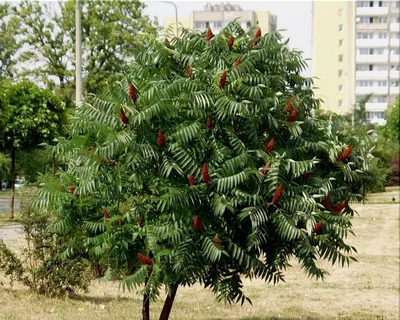 Сумах оленерогий (Rhus typhina) – Лиственные деревья Буква «С» - цветочный  портал Ваш Сад!