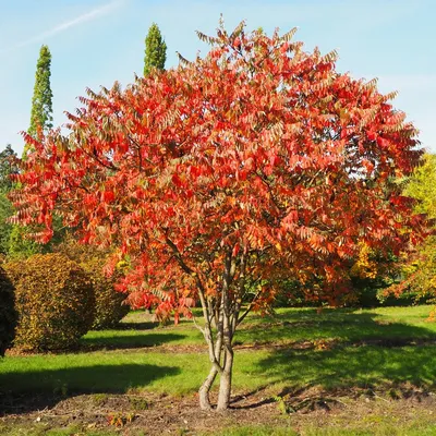 Сумах Сумах оленерогий (Rhus typhina) 40-60см, купить по цене 472 руб. |  Доставка Смоленск, Москва, СпБ