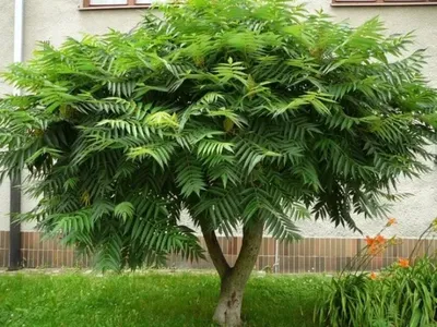 Сумах оленерогий, пушистый, уксусное дерево