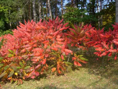 Сумах оленерогий (уксусное дерево) Rhus typhina купить в Москве саженцы из  питомника Greenpoint24