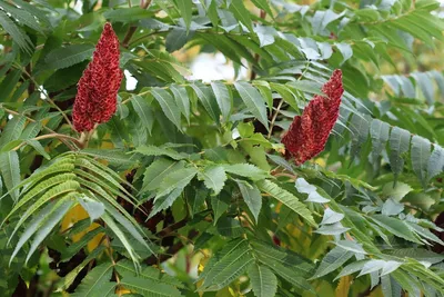 Сумах оленерогий, или Сумах пушистый, Уксусное дерево — растение семейства  Сумаховые, вид рода Сумах, произрастающее в Восточной части… | Instagram