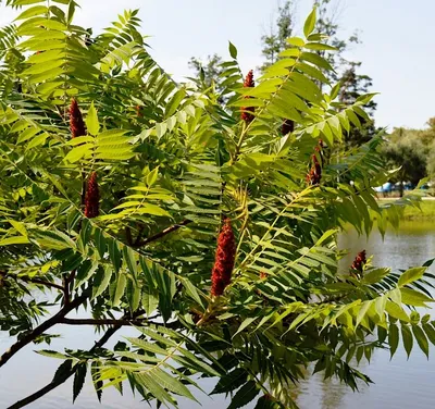 Сумах оленерогий \"Rhus\"