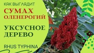 Бой поросли сумаха! Эффектное осеннее дерево СУМАХ. - YouTube