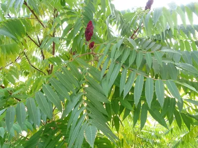 Сумах оленерогий (Sorbus quercifolia) — купите саженцы в контейнере в  Краснодаре - Прекраснодар — садовый центр в Краснодаре