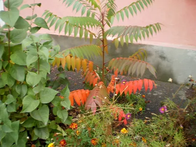 Сумах оленерогий КОМ (Rhus typhina) (L 10-12см) купить саженцы по лучшей  цене в Украине: описание, фото в интернет магазине Спасский питомник