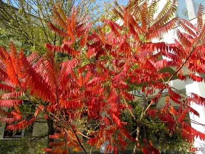 Сумах Оленерогий Уксусное дерево (Rhus Typhina) 25 л 120-140см, цена в  Санкт-Петербурге от компании Вилла-планта (садовый центр и питомник  растений, ландшафтное бюро)