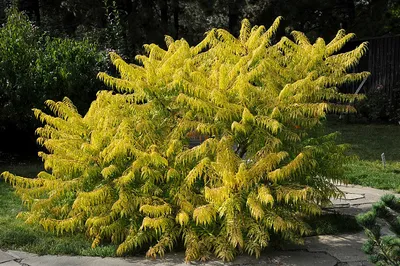 Сумах оленерогий (Rhus typhina)