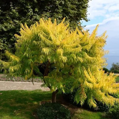 Сумах оленерогий (Rhus typhina)