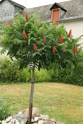 Сумах Сумах оленерогий (Rhus typhina) 40-60см, купить по цене 472 руб. |  Доставка Смоленск, Москва, СпБ