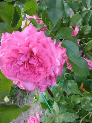Роза Super Dorothy (Супер Дороти) – купить саженцы роз в питомнике в Москве