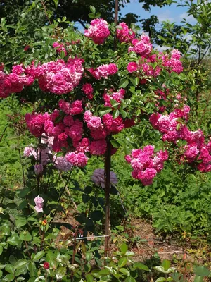 Super Dorothy | Climbing roses, David austin climbing roses, Small front  gardens
