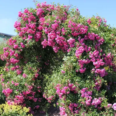 Купить саженцы розы Дороти Перкинс с доставкой почтой | Питомник саженцев  Краснодар «КФХ Фруктовый сад»