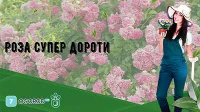 Супер Дороти! Супер цветение розы. | Милая Роза | Дзен