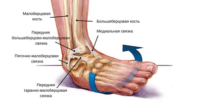 Артроз коленного сустава — симптомы, лечение, лазеротерапия | Артрозы