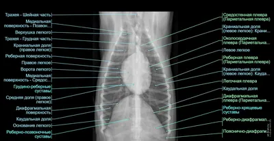 Рентген коленного сустава – цена в Москве, сделать рентгенографию колена в  медицинском центре Медскан